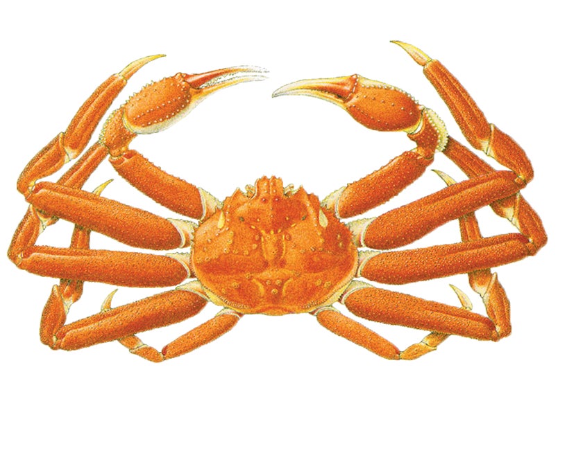 Snow Crab Illustration